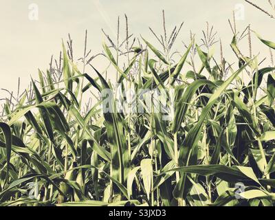 Raccolto di mais in un campo nello Yorkshire orientale, Regno Unito Foto Stock