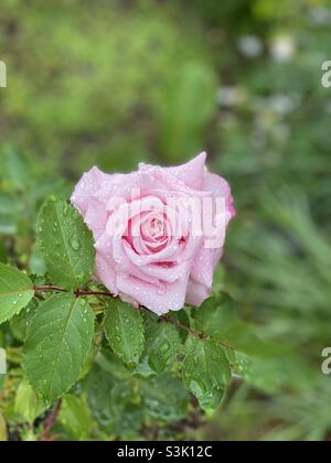 Dewdrops su rose Foto Stock