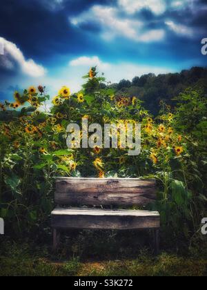 Panca rustica in legno sul bordo di un campo di girasoli Foto Stock