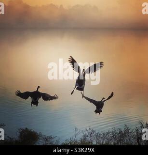 Oche canadesi decollano all'alba sullo stagno Foto Stock