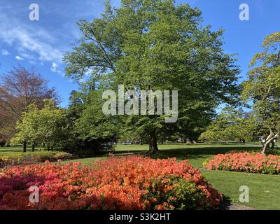 Primavera a Christchurch, Nuova Zelanda Foto Stock