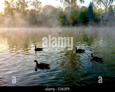 Oche del Canada (branta canadensis) galleggianti sull'acqua nella nebbia dorata, Ontario, Canada. La sera d'autunno e la mattina, quando nascono le nebbie d'oro. Foto Stock