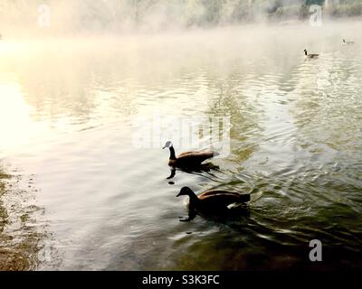 Oche del Canada (branta canadensis) galleggianti sull'acqua nella nebbia morbida, fine autunno, Ontario, Canada. Foto Stock