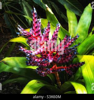 Pianta tropicale in fiore Foto Stock