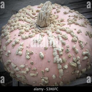 Zucca Galeux d’Eysines - nota anche come zucca di arachidi. Foto Stock