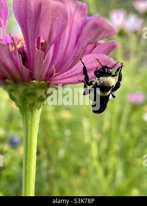 Ape su un fiore di zinnia. Foto Stock