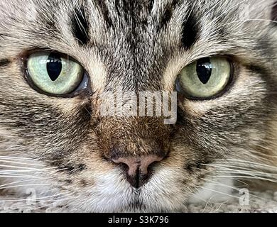 Perdete di un gatto gattino con occhi verdi. Foto Stock