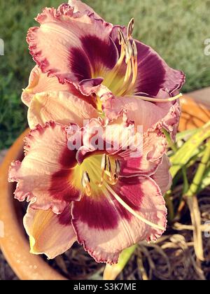 Gorgeous daylilies nella luce del mattino luminosa. Foto Stock