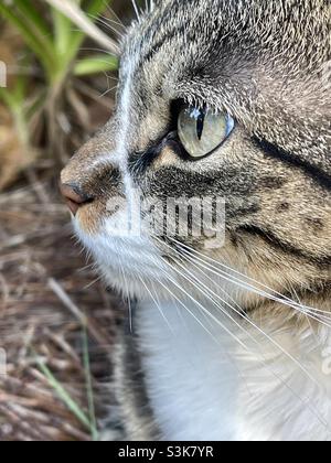 Corto capelli domestici tabby gatto closeup sugli occhi e naso. Foto Stock