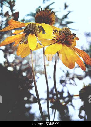 Un mucchio di fiori coneflower a foglia di taglio con spazio di copia Foto Stock