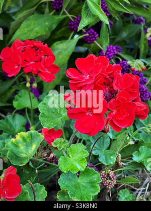 Gerani di colore rosso che crescono di fronte ad un albero American Beauty Berry in un giardino cortile Foto Stock