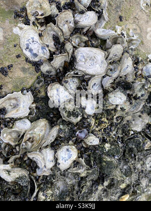 Vongole e lumache sulle rocce sulla spiaggia di Pass-a-Grille, Florida Foto Stock