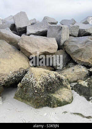 Rocce sulla spiaggia di Pass-a-Grille con vongole e lumache su di loro Foto Stock