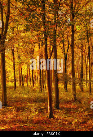 Il sole del tardo pomeriggio d'oro illumina una scena autunnale dei boschi (autunno). Una vista da godere, prima che tutte le foglie sono caduti e l'inverno è ambientato. Foto ©️ COLIN HOSKINS. Foto Stock