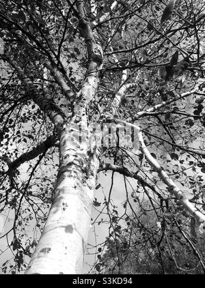 Betulla albero perdere foglie in autunno Foto Stock
