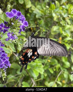 Questa bella femmina Common Mormon sta prendendo nettare dal nostro Golden Dewdrop. Foto Stock