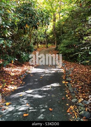 Sentiero lastricato a Brasstown Bald montagna fiancheggiata da piante di rododendro. Stagione autunnale Foto Stock