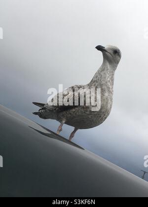 Gull di aringa giovanile seduto su un tetto Landrover in un parcheggio pubblico Foto Stock