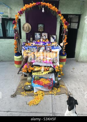 Un cane guarda ad un altare durante il giorno di tutti i Santi, noto anche come giorno dei morti a Queretaro, Messico Foto Stock