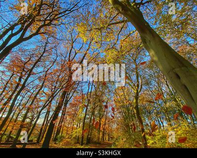 La caduta di foglie di autunno Foto Stock