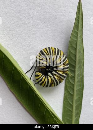 Monarch caterpillar si è arricciata con spazio per la copia Foto Stock
