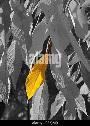 Un'immagine della natura di un albero di ciliegio piangente al colore di caduta di picco. L'immagine appare con uno splash di colore giallo brillante tra tutte le altre foglie che sono state desaturate in b & W. Foto Stock