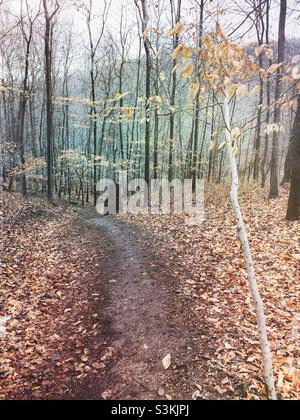 Grist Mill Trail al Patapsco Valley state Park nel Maryland. Foto Stock