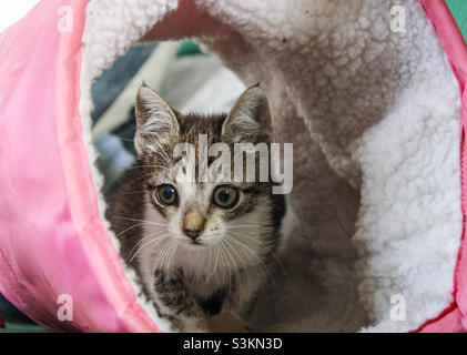 Il gattino grigio e bianco si sbuccia da un giocattolo a tubo di gatto rosa e bianco Foto Stock