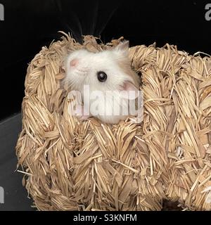 Criceti roborovski immagini e fotografie stock ad alta risoluzione - Alamy