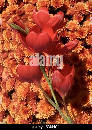 Vibrante, chi, fiori, arancio, rosso, bellezza, energia, fuoco, natura, oro Foto Stock