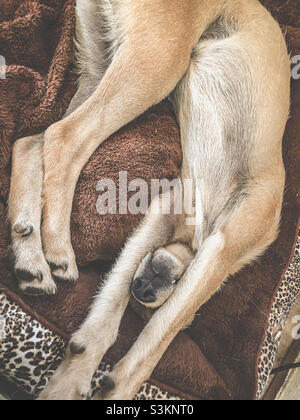 Un cane che dorme in una posizione scomoda e divertente, con il naso che sbuccia tra le zampe Foto Stock