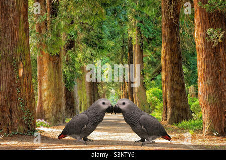 Due pappagalli grigi africani Foto Stock