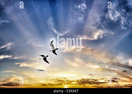 Gabbiani che volano sulla costa a Crosby Beach, Liverpool Foto Stock