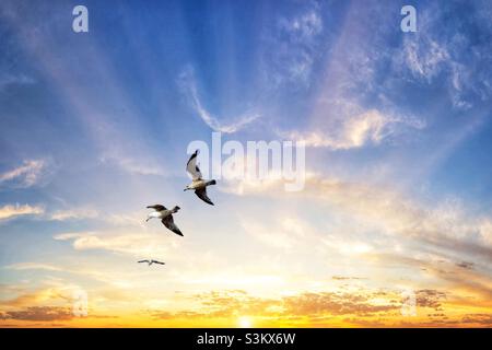 Gabbiani che volano sulla costa a Crosby Beach, Liverpool Foto Stock