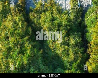 Gli alberi di Natale, senza stand, sono appoggiati contro un muro in un lotto di alberi di Natale in un centro locale Walmart super in Utah, Stati Uniti. Foto Stock