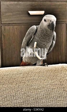 Pappagallo grigio africano che tiene un croccante Foto Stock