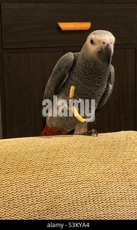 Pappagallo grigio africano che tiene un croccante Foto Stock