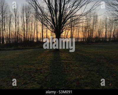 Sorgere del sole dietro una fila di alberi in inverno di prima mattina Foto Stock