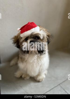 Credo in Santa Paws 🐾 Foto Stock