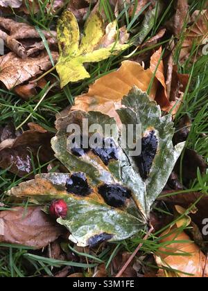 Caleidoscopio di colore, foglie, inverno, natura, foresta Foto Stock