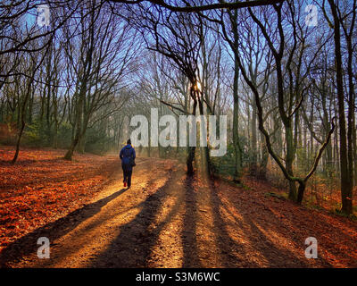 Sole e nebbia negli alberi per passeggiate di prima mattina a Rivington vicino Chorley in Lancashire. Foto Stock