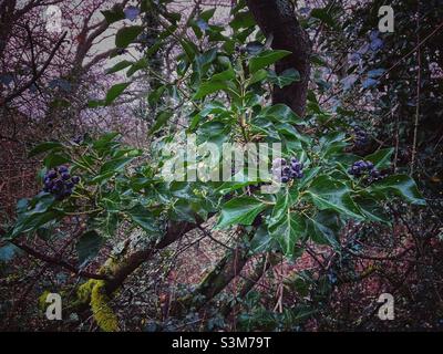 Ivy con bacche nere in inverno Foto Stock
