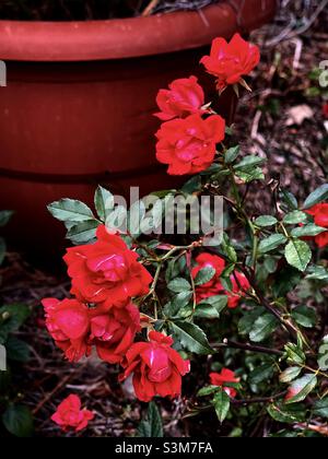 Le rose rosse Petite fioriscono nel mese di dicembre in un giardino del sud degli Stati Uniti. Foto Stock