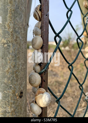 Colonia di lumache ibernanti attaccate ad un palo di recinzione in Portogallo Foto Stock