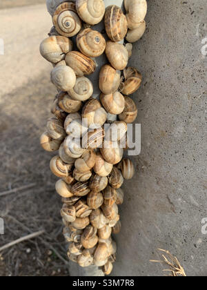 Colonia di lumache costiere mediterranee attaccate ad un palo di cemento in Portogallo Foto Stock