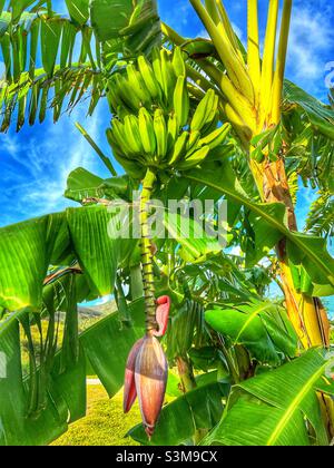 Banana albero in St.Kitts, West Indies con un grande mazzo di banane su di esso e il fiore Foto Stock