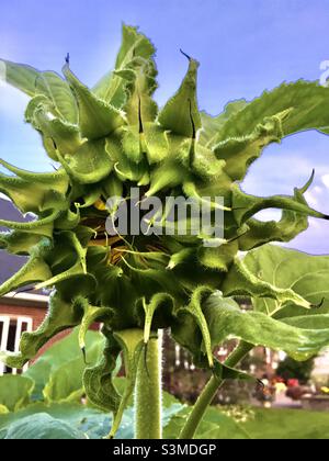 Girasole in erba Foto Stock