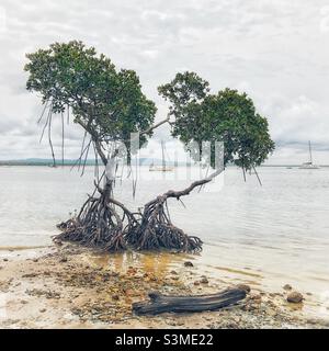 Mangrove Tree Agnes Water 1770 Beach Fraser Coast Queensland Australia Foto Stock