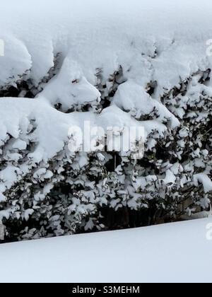 Una siepe Privet lungo una proprietà di casa è pesantemente coperto di nevicate fresche in Utah, Stati Uniti. Foto Stock