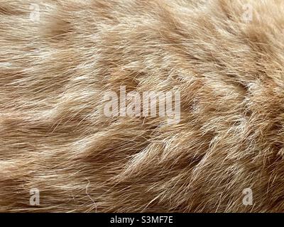 Dettaglio di pelo di zenzero volato gatto Foto Stock